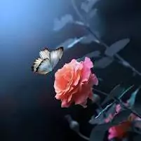 flower photo for whatsapp dp